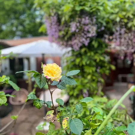 Boshuisjes Veluwe Lila Met Omheinde Tuin Putten