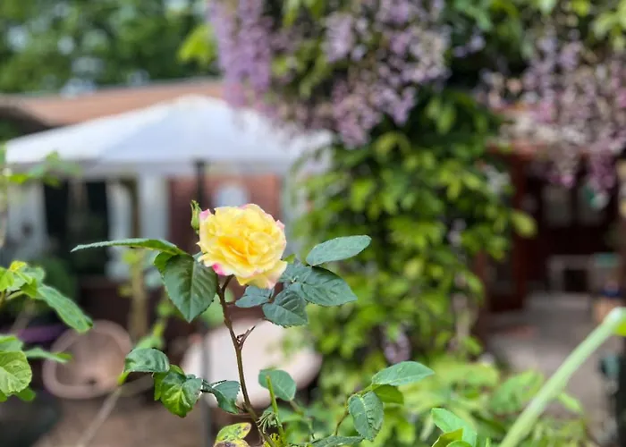 Boshuisjes Veluwe Lila Met Omheinde Tuin Putten